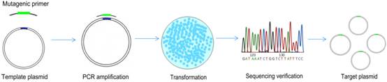 Gene mutagenesis