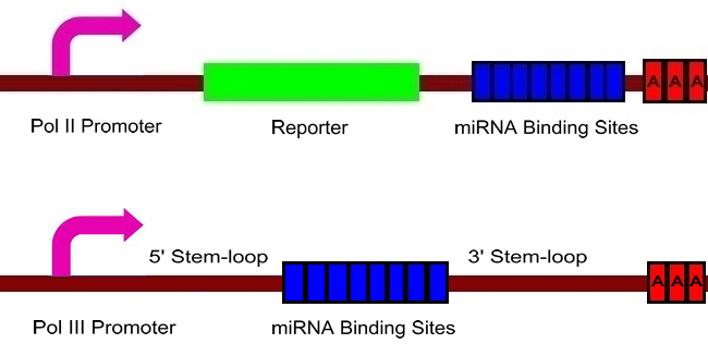 miRNA sponge