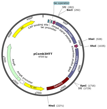 pComb3HTT map