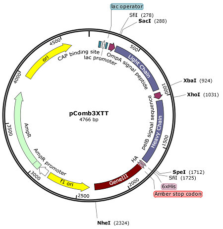 pComb3XTT map