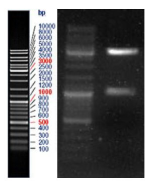 pCOMB3 digestion