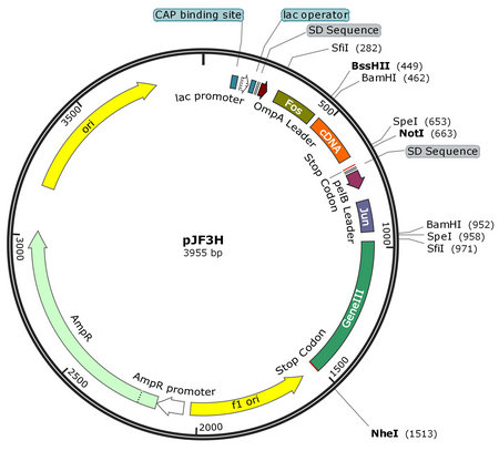 pJF3H map